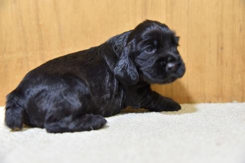 成約済の栃木県のイングリッシュコッカースパニエル-52920の1枚目