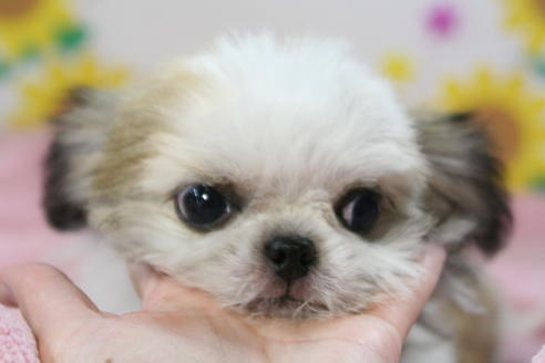 成約済の京都府のミックス犬-48803の2枚目