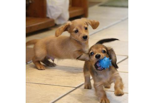 成約済の愛知県のカニンヘンダックスフンド(ロングヘアード)-50514の10枚目