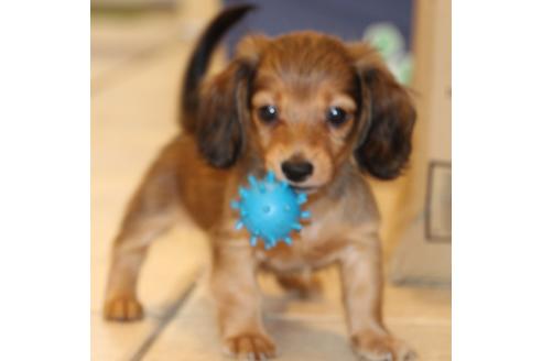 成約済の愛知県のカニンヘンダックスフンド(ロングヘアード)-50515の10枚目