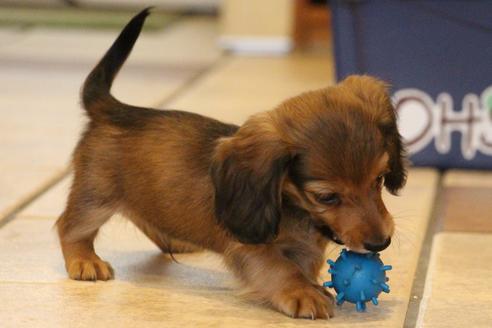 成約済の愛知県のカニンヘンダックスフンド(ロングヘアード)-50515の9枚目