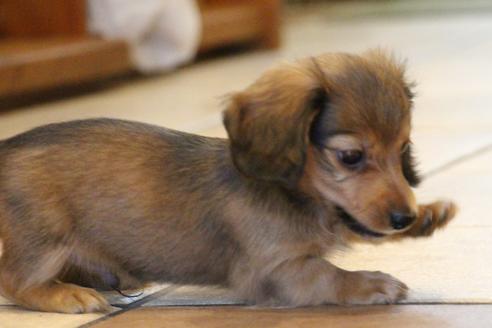 成約済の愛知県のカニンヘンダックスフンド(ロングヘアード)-50515の8枚目