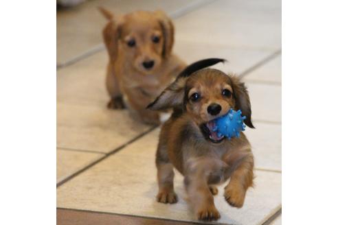 成約済の愛知県のカニンヘンダックスフンド(ロングヘアード)-50515の7枚目