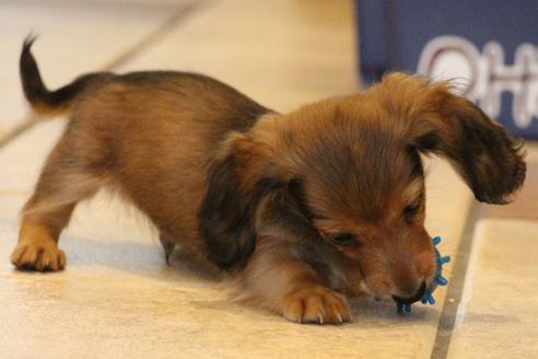 成約済の愛知県のカニンヘンダックスフンド(ロングヘアード)-50515の6枚目