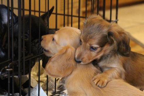 成約済の愛知県のカニンヘンダックスフンド(ロングヘアード)-50515の5枚目