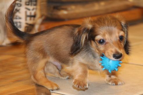 成約済の愛知県のカニンヘンダックスフンド(ロングヘアード)-50515の4枚目