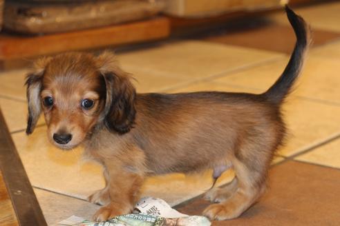 成約済の愛知県のカニンヘンダックスフンド(ロングヘアード)-50515の3枚目