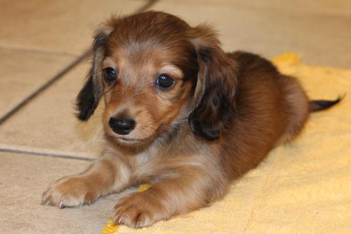 成約済の愛知県のカニンヘンダックスフンド(ロングヘアード)-50515の2枚目