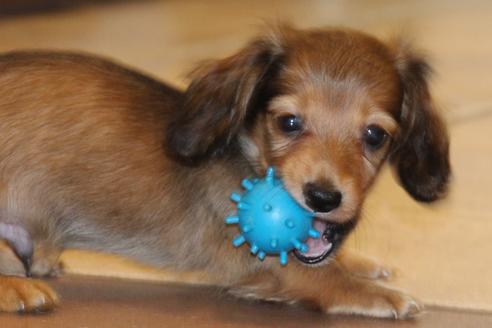 成約済の愛知県のカニンヘンダックスフンド(ロングヘアード)-50515の1枚目