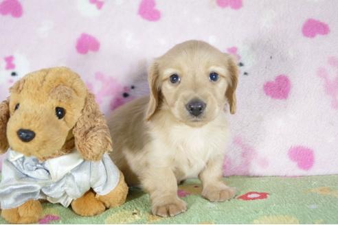 成約済の兵庫県のカニンヘンダックスフンド(ロングヘアード)-52956の3枚目