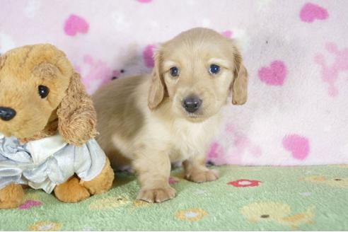 成約済の兵庫県のカニンヘンダックスフンド(ロングヘアード)-52956の2枚目