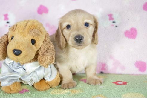 成約済の兵庫県のカニンヘンダックスフンド(ロングヘアード)-52956の1枚目