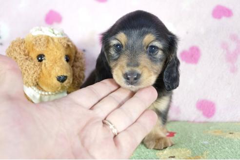 成約済の兵庫県のカニンヘンダックスフンド(ロングヘアード)-52958の3枚目