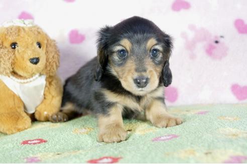 成約済の兵庫県のカニンヘンダックスフンド(ロングヘアード)-52958の2枚目