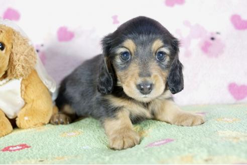 成約済の兵庫県のカニンヘンダックスフンド(ロングヘアード)-52958の1枚目