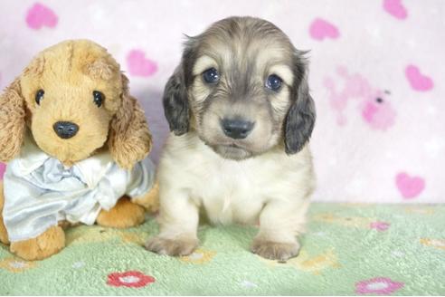 成約済の兵庫県のミニチュアダックスフンド(ロングヘアード)-52960の3枚目