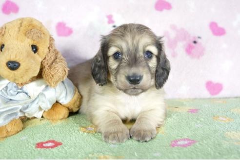 成約済の兵庫県のミニチュアダックスフンド(ロングヘアード)-52960の2枚目