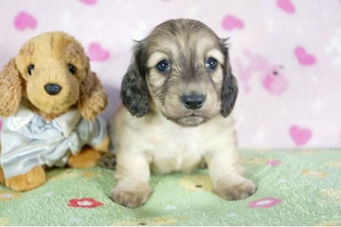 成約済の兵庫県のミニチュアダックスフンド(ロングヘアード)-52960の1枚目