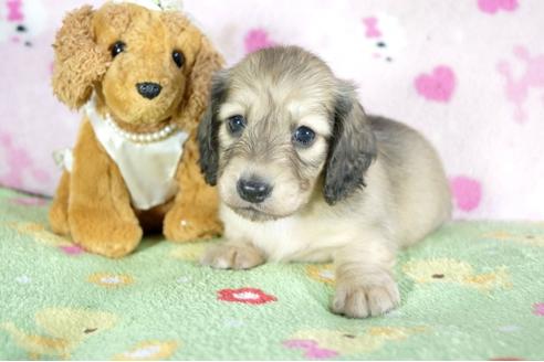 成約済の兵庫県のミニチュアダックスフンド(ロングヘアード)-52961の3枚目