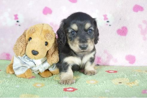 成約済の兵庫県のミニチュアダックスフンド(ロングヘアード)-52963の3枚目