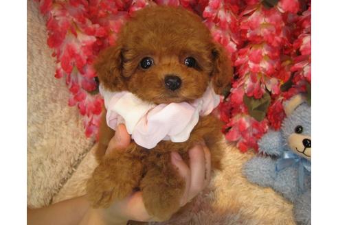 成約済の茨城県のトイプードル-52972の2枚目