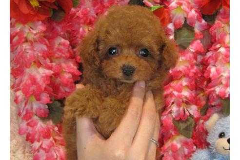 成約済の茨城県のトイプードル-52972の1枚目