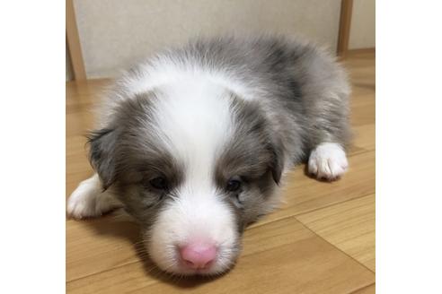 成約済の東京都のボーダーコリー-52984の2枚目