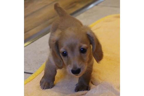 成約済の愛知県のカニンヘンダックスフンド(ロングヘアード)-50514の9枚目