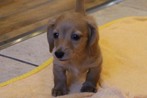 成約済の愛知県のカニンヘンダックスフンド(ロングヘアード)-50514の8枚目