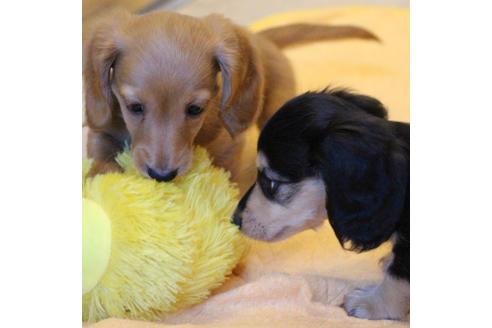 成約済の愛知県のカニンヘンダックスフンド(ロングヘアード)-50514の7枚目