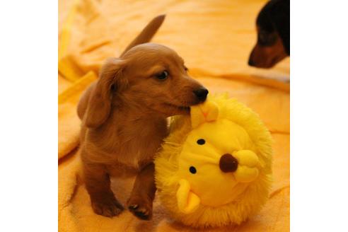 成約済の愛知県のカニンヘンダックスフンド(ロングヘアード)-50514の6枚目