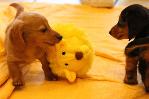 成約済の愛知県のカニンヘンダックスフンド(ロングヘアード)-50514の5枚目