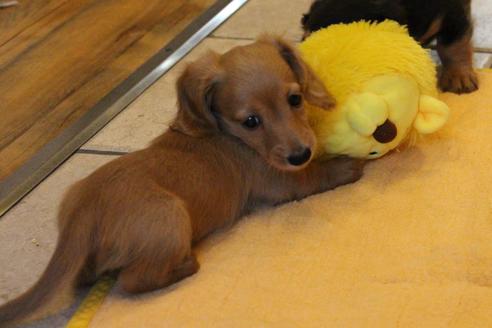 成約済の愛知県のカニンヘンダックスフンド(ロングヘアード)-50514の4枚目