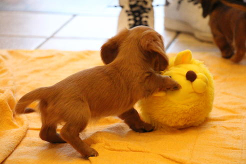 成約済の愛知県のカニンヘンダックスフンド(ロングヘアード)-50514の3枚目