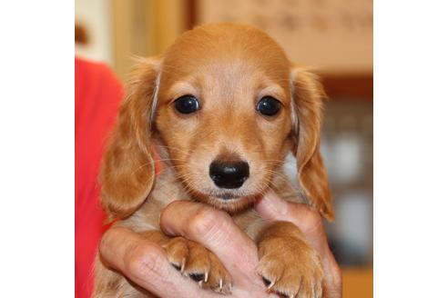 成約済の愛知県のカニンヘンダックスフンド(ロングヘアード)-50514の2枚目