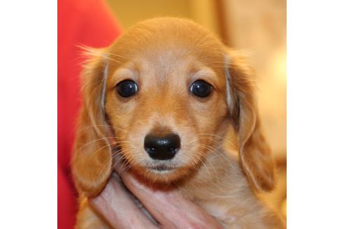 成約済の愛知県のカニンヘンダックスフンド(ロングヘアード)-50514の1枚目