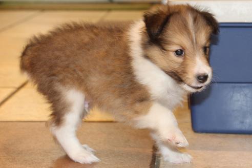 成約済の愛知県のシェットランドシープドッグ(シェルティ)-52681の8枚目