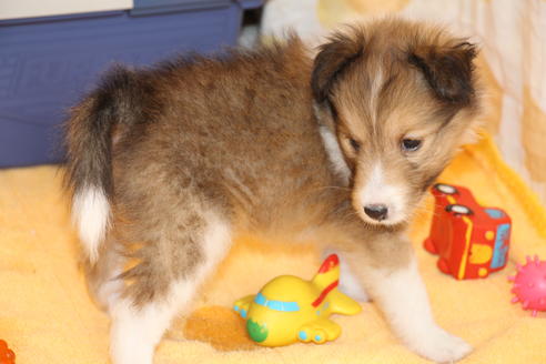 成約済の愛知県のシェットランドシープドッグ(シェルティ)-52681の7枚目