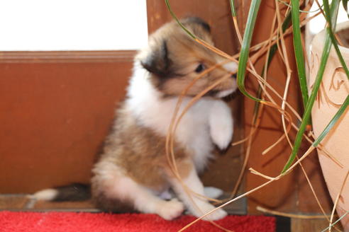 成約済の愛知県のシェットランドシープドッグ(シェルティ)-52681の6枚目