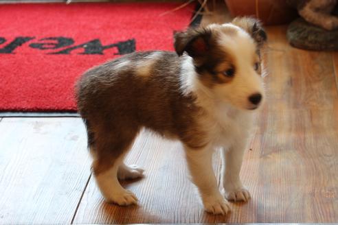 成約済の愛知県のシェットランドシープドッグ(シェルティ)-52683の10枚目