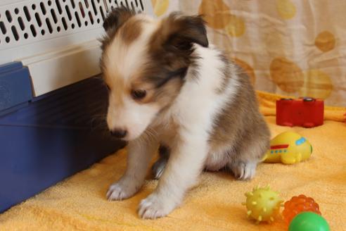 成約済の愛知県のシェットランドシープドッグ(シェルティ)-52683の9枚目