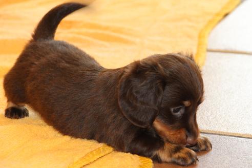 成約済の愛知県のカニンヘンダックスフンド(ロングヘアード)-51860の10枚目