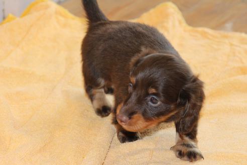 成約済の愛知県のカニンヘンダックスフンド(ロングヘアード)-51860の9枚目