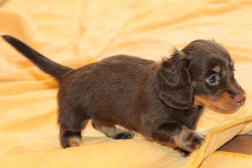 成約済の愛知県のカニンヘンダックスフンド(ロングヘアード)-51860の8枚目