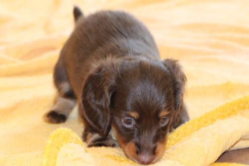成約済の愛知県のカニンヘンダックスフンド(ロングヘアード)-51860の7枚目