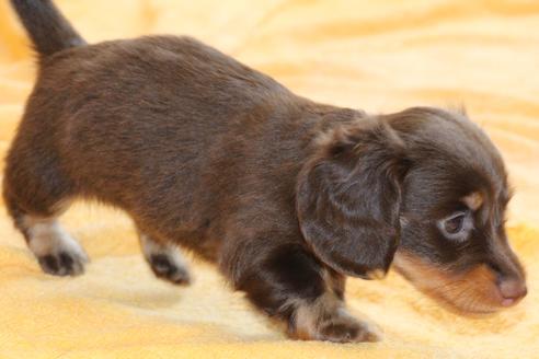 成約済の愛知県のカニンヘンダックスフンド(ロングヘアード)-51860の6枚目