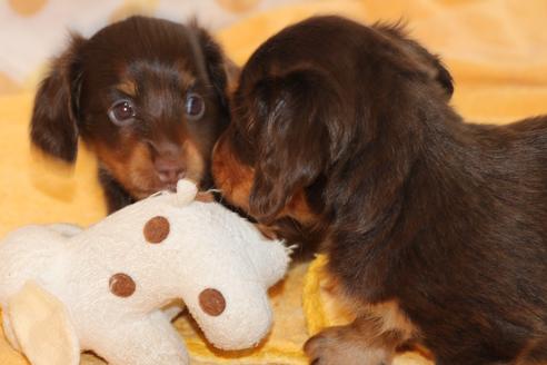 成約済の愛知県のカニンヘンダックスフンド(ロングヘアード)-51860の5枚目