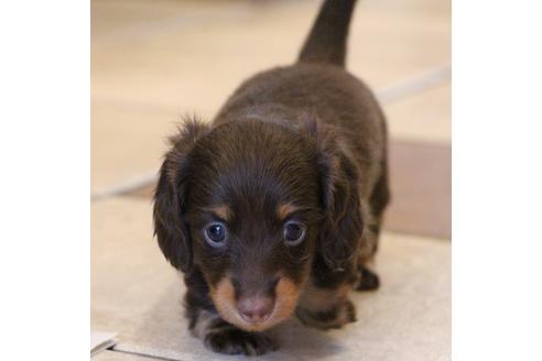 成約済の愛知県のカニンヘンダックスフンド(ロングヘアード)-51860の2枚目
