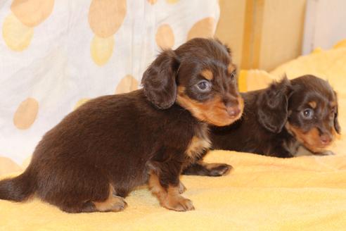 成約済の愛知県のカニンヘンダックスフンド(ロングヘアード)-51860の1枚目