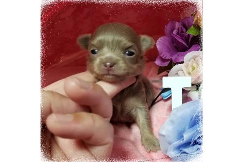 成約済の三重県のチワワ(ロングコート)-53019の1枚目
